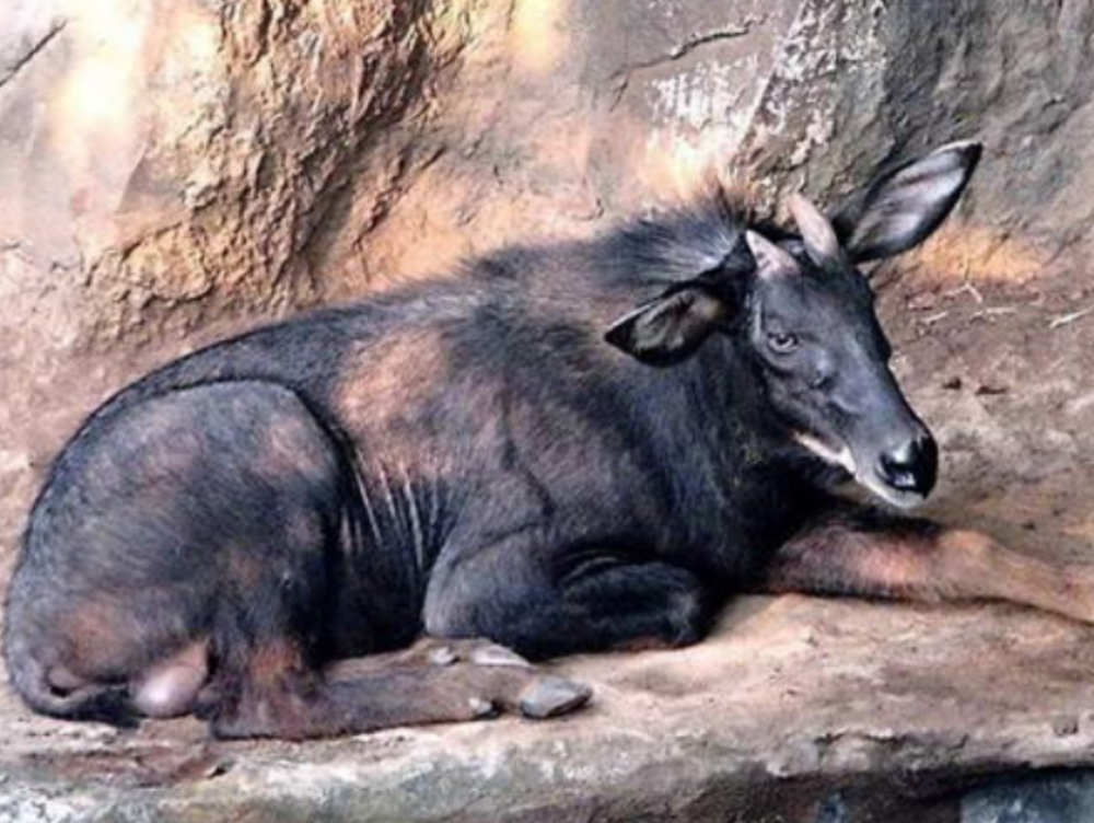 四不像正版+正版四不像鳳凰,實(shí)際調(diào)研解析_NRA29.468復(fù)古版