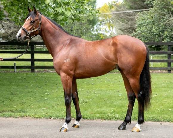 今晚澳門特馬開什么號碼342,動態(tài)解讀分析_TVJ50.482品牌版