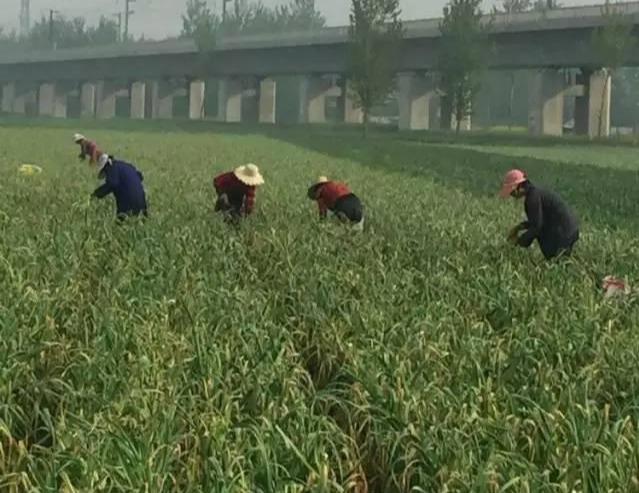 大蒜最新價格動態(tài)揭秘，科技引領(lǐng)大蒜市場，大蒜110網(wǎng)實時更新價格信息