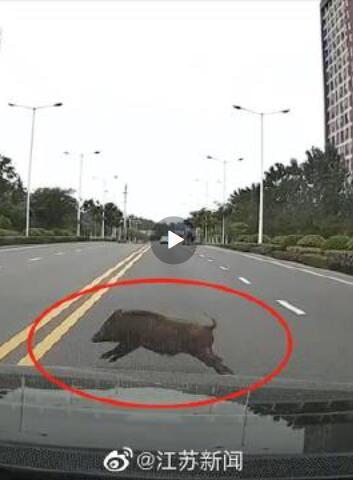池州一高校內(nèi)驚現(xiàn)狂奔野豬,絕對(duì)評(píng)價(jià)_BIJ50.836復(fù)古版