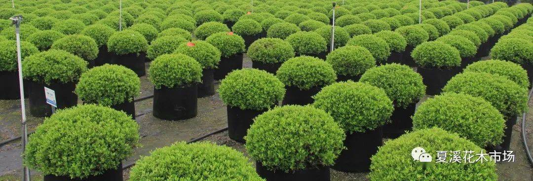 陜西苗木最新求購信息及指南