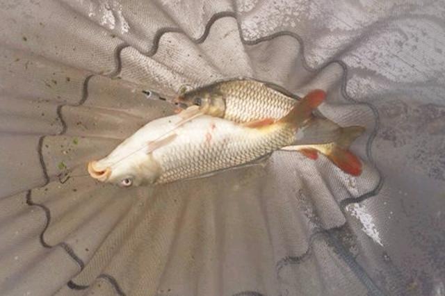 盧旺達魚類最新動態(tài)，汲取變革力量，成就自信人生