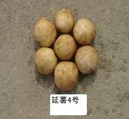 延薯四今日最新價(jià)格信息更新??