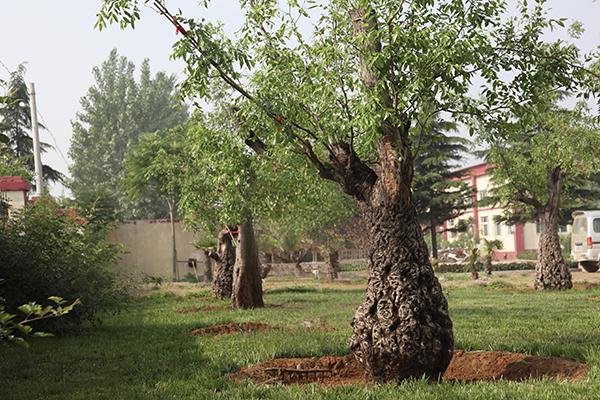 瑤海區(qū)棗樹王蓬勃發(fā)展，綠色產(chǎn)業(yè)的最新動(dòng)態(tài)與引領(lǐng)之路