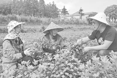 莆田坪洋村最新動(dòng)態(tài)更新