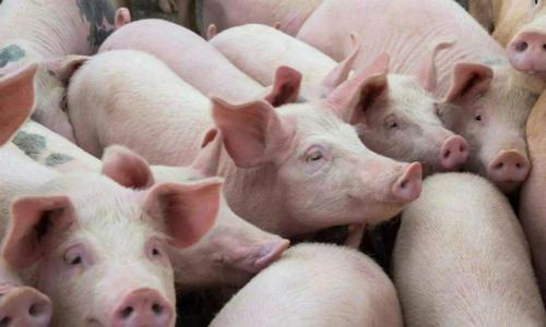 全國最新豬價(jià)行情今日更新