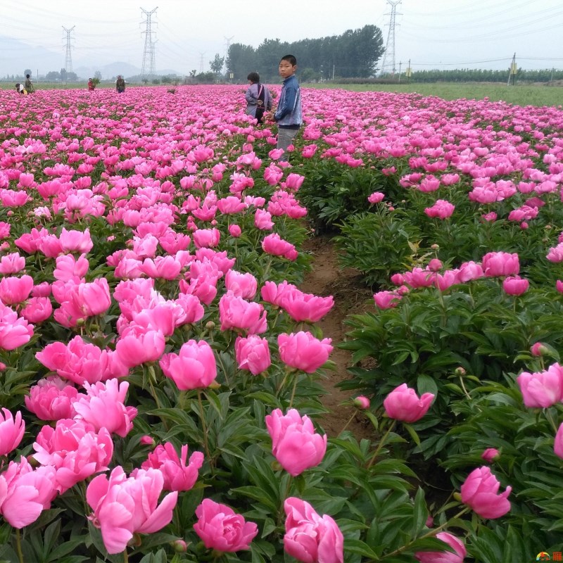 小巷深處的芍藥寶藏與價(jià)格揭秘
