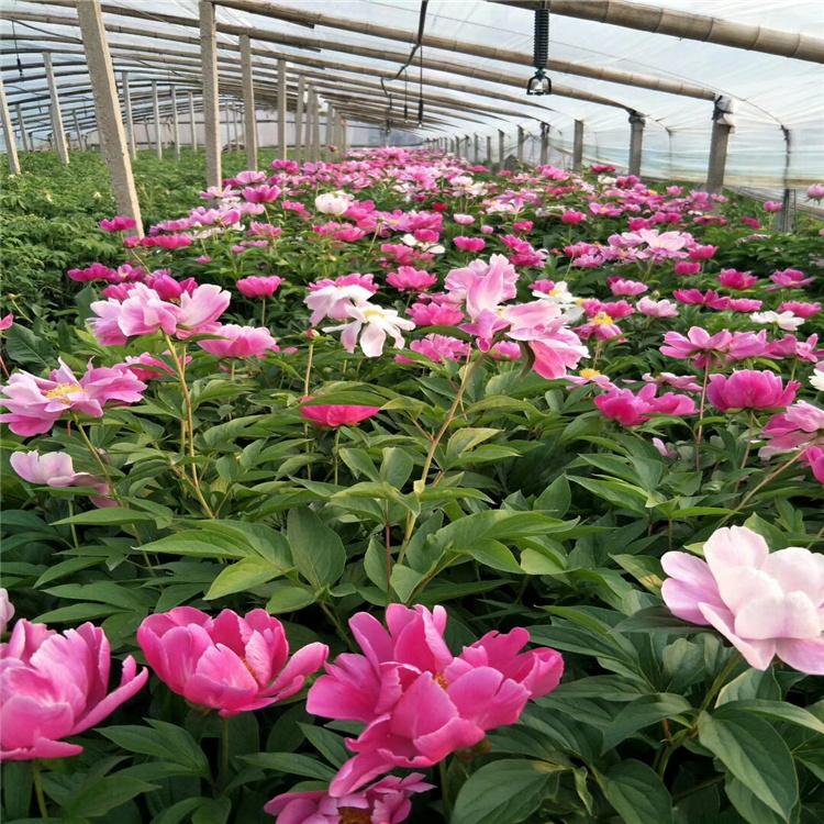 小巷深處的芍藥寶藏與價(jià)格揭秘