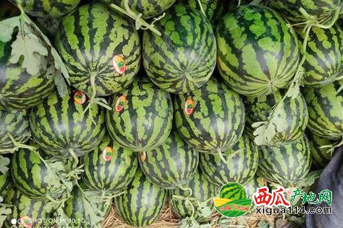 保定西瓜價格行情揭秘，溫情故事背后的真實價格