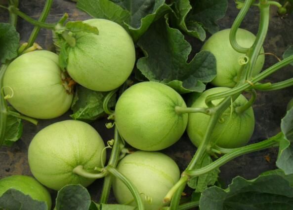 香瓜價格行情深度探討與分析