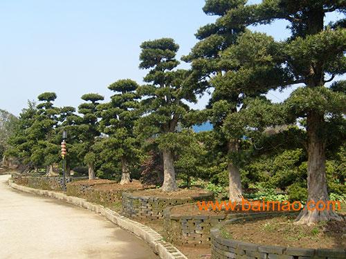 大羅漢松價格深度解析與科普知識分享