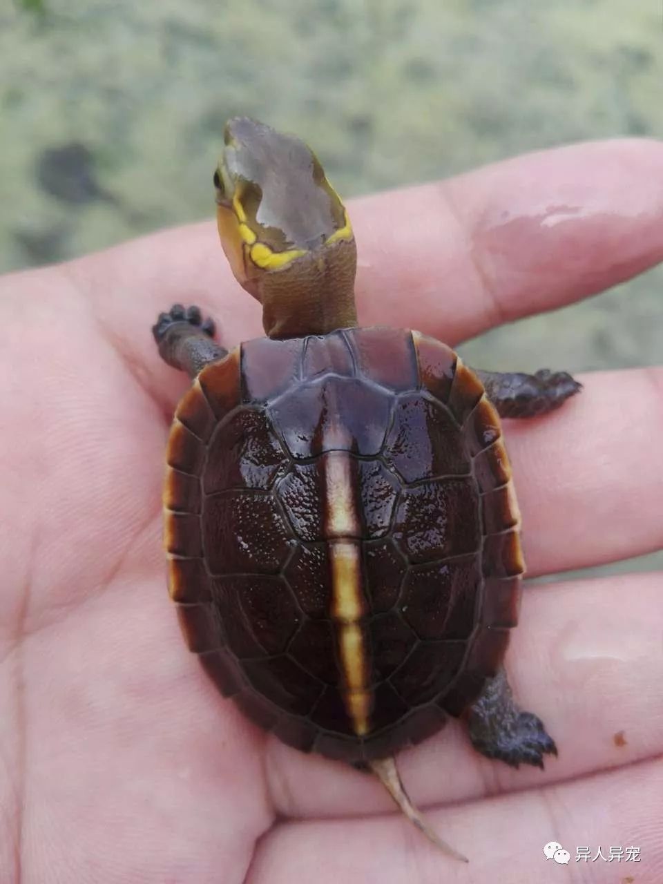 最新烏龜品種大全及介紹