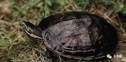 最新烏龜品種大全及介紹