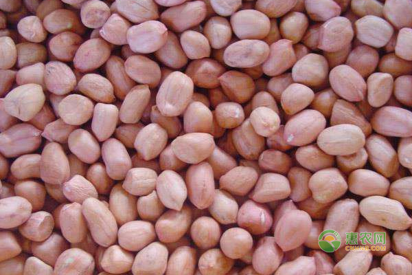 今日花生價(jià)格行情及動(dòng)態(tài)更新