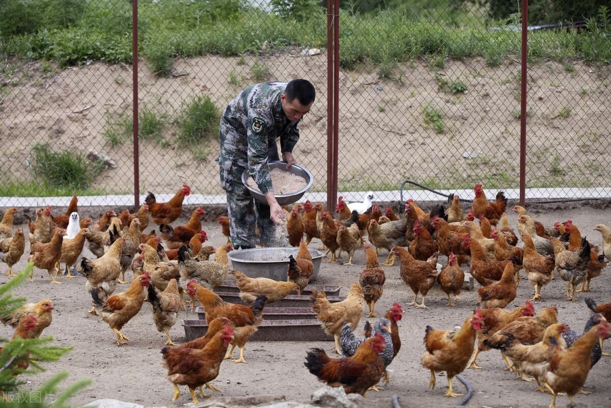 麻雞今日價(jià)格行情最新動態(tài)