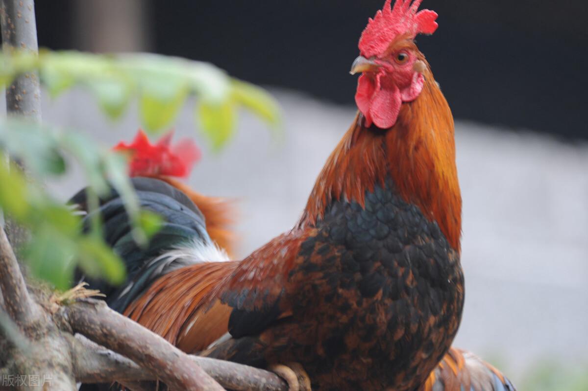 麻雞今日價(jià)格行情最新動態(tài)