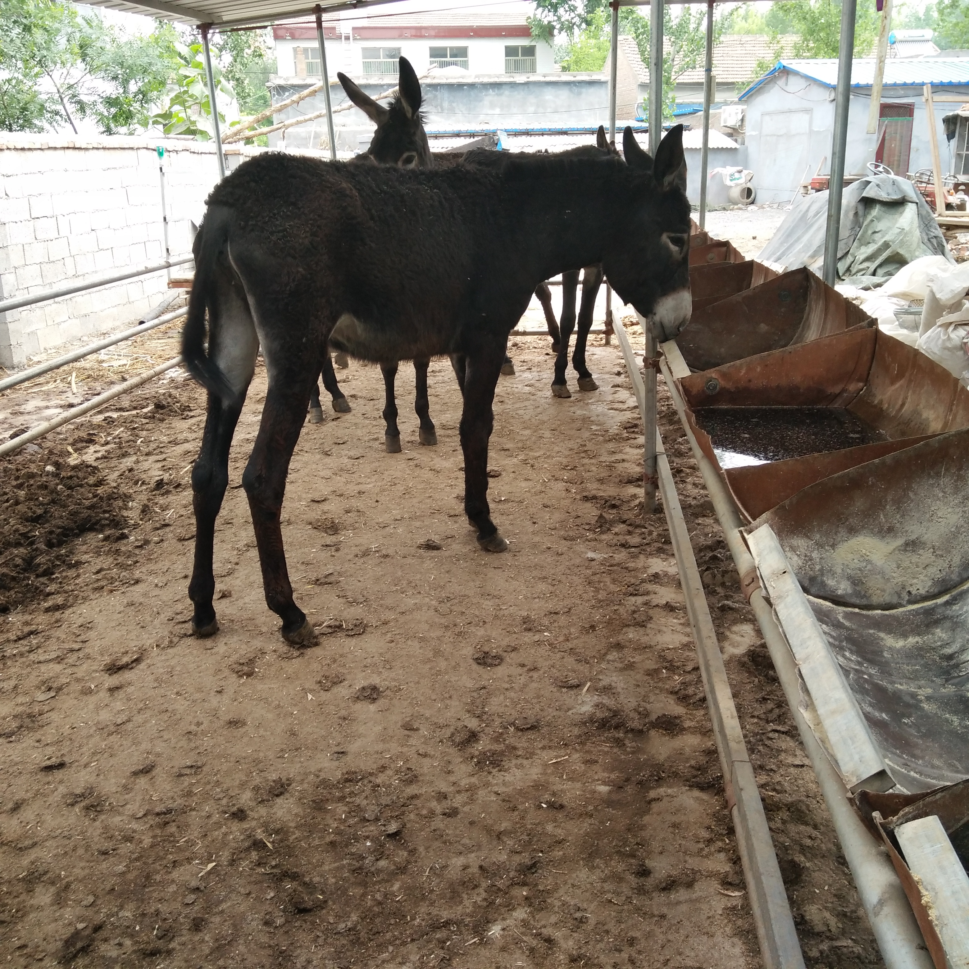 驢市行情中的溫情故事