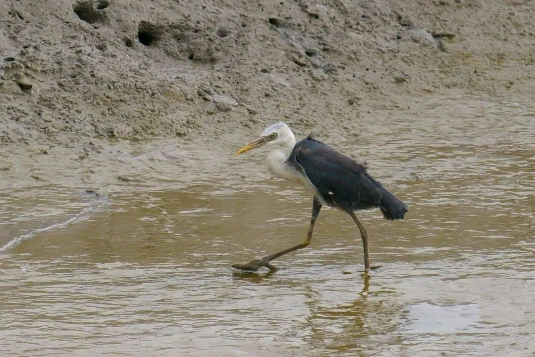 全球共同應(yīng)對(duì)氣候變暖現(xiàn)象的挑戰(zhàn)